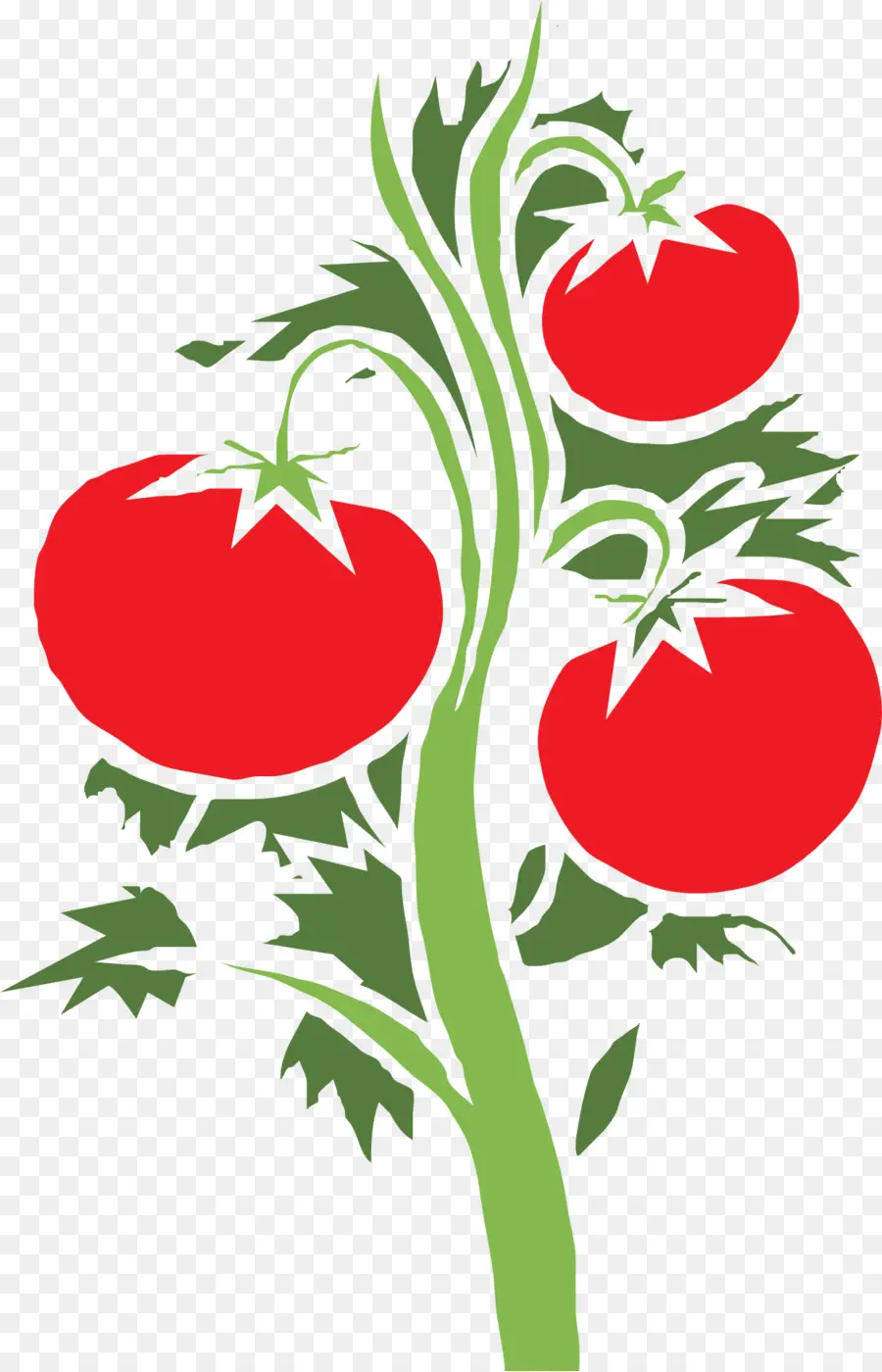 Tomate Cherry，Planta PNG