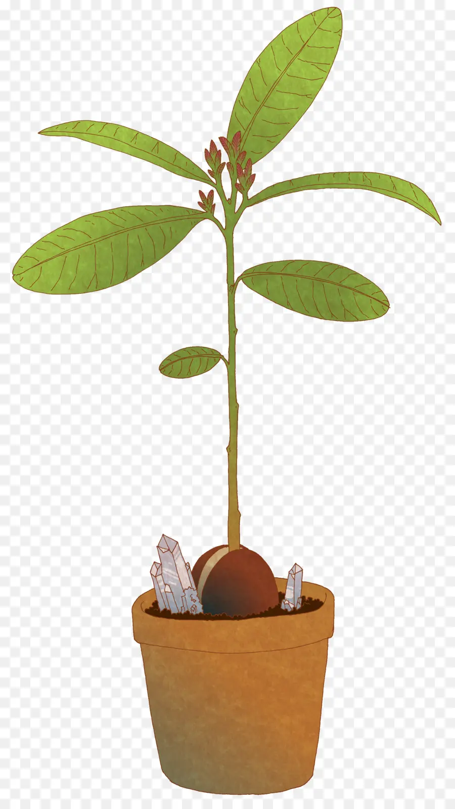 árbol，Planta PNG