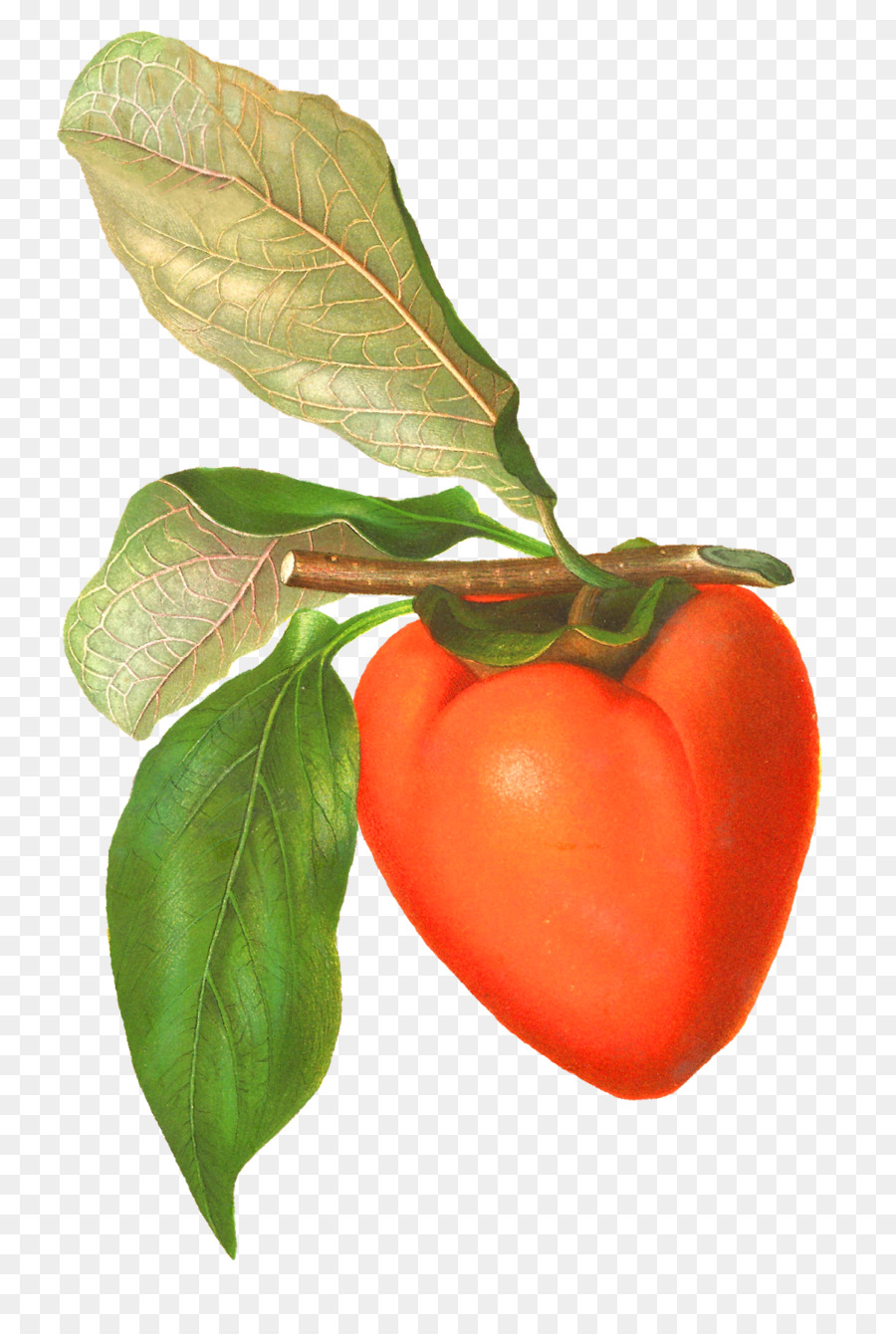 Tomate，Alimento PNG