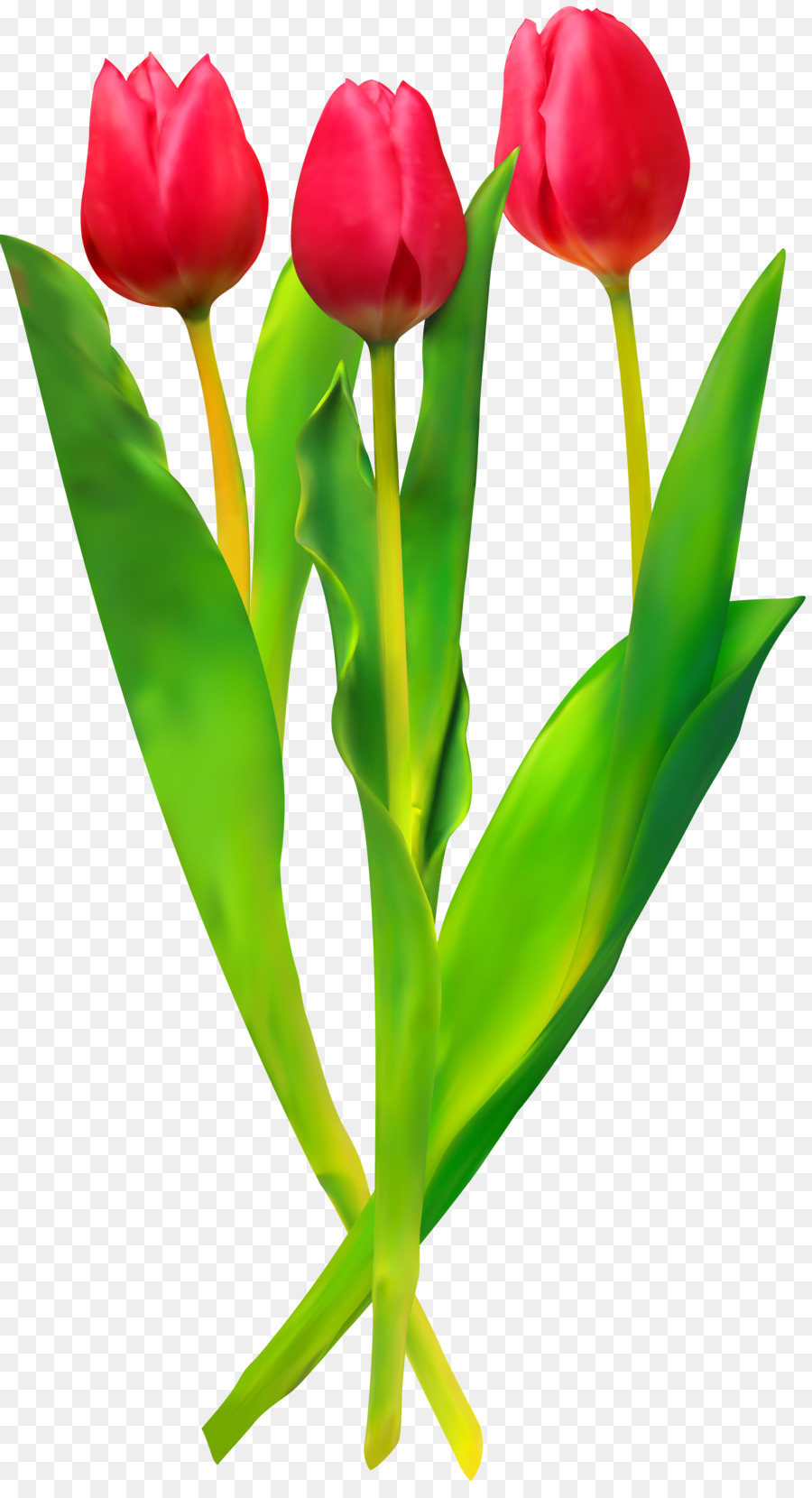 Tulip，Flor PNG