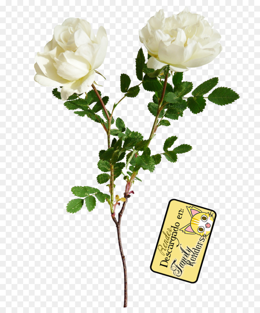 Flor，Postscript Encapsulado PNG