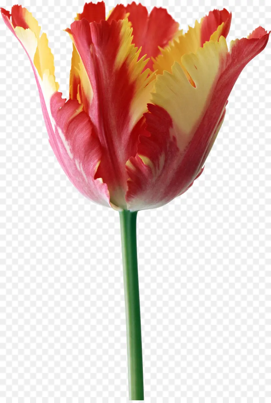 Parrot Tulipanes，Tulip La Historia De Una Flor Que Ha Hecho A Los Hombres Locos PNG