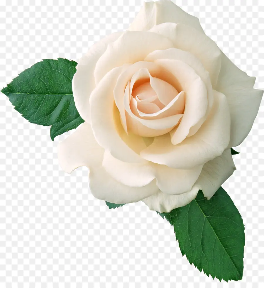 Rosa Blanca，Hojas PNG