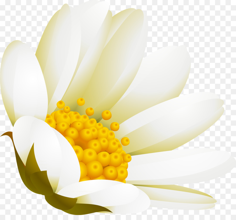 Blanco，Flor PNG