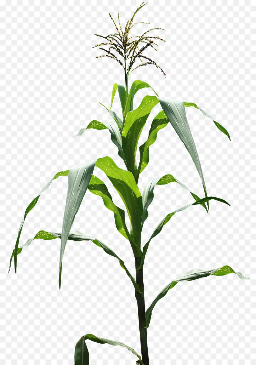 El Maíz，Milpa PNG