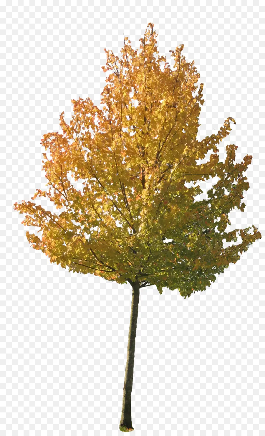 árbol，Otoño PNG