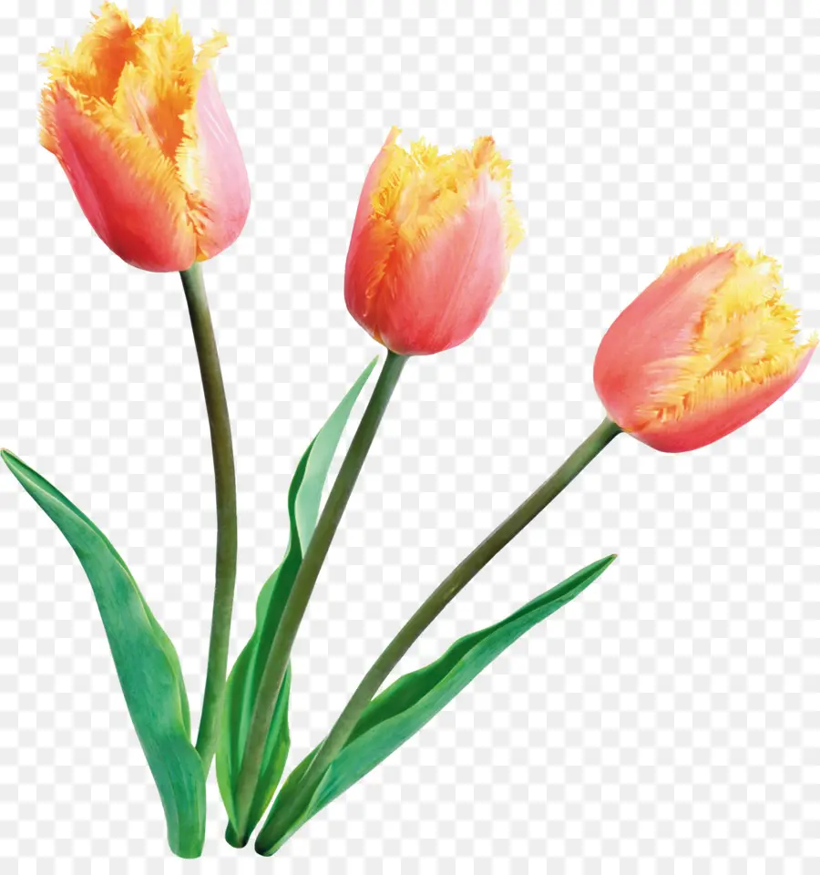 Tulipanes Amarillos，Ramo PNG