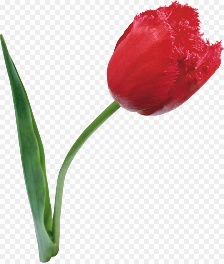 Tulip，Flor PNG