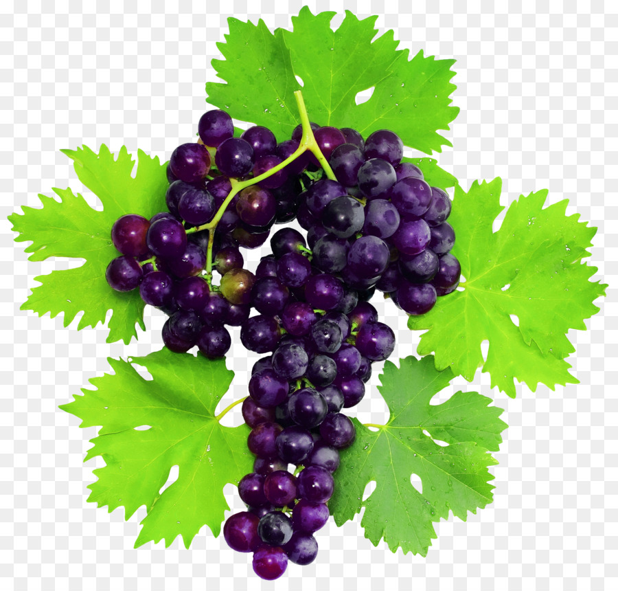 Uvas Moradas，Enredadera PNG