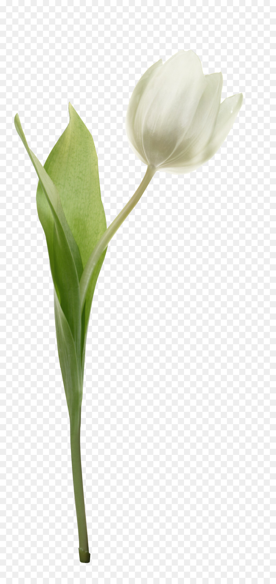 Tulipán Blanco，Hojas Verdes PNG