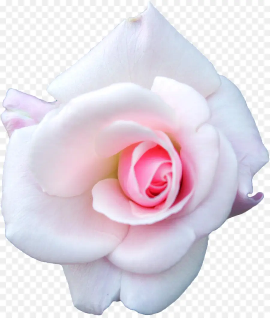 Rosas Centifolia，Blanco PNG