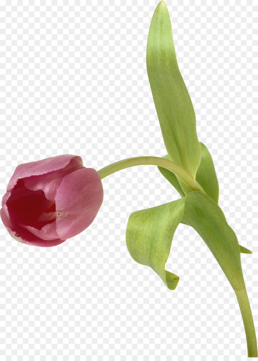 Tulipán，Planta PNG