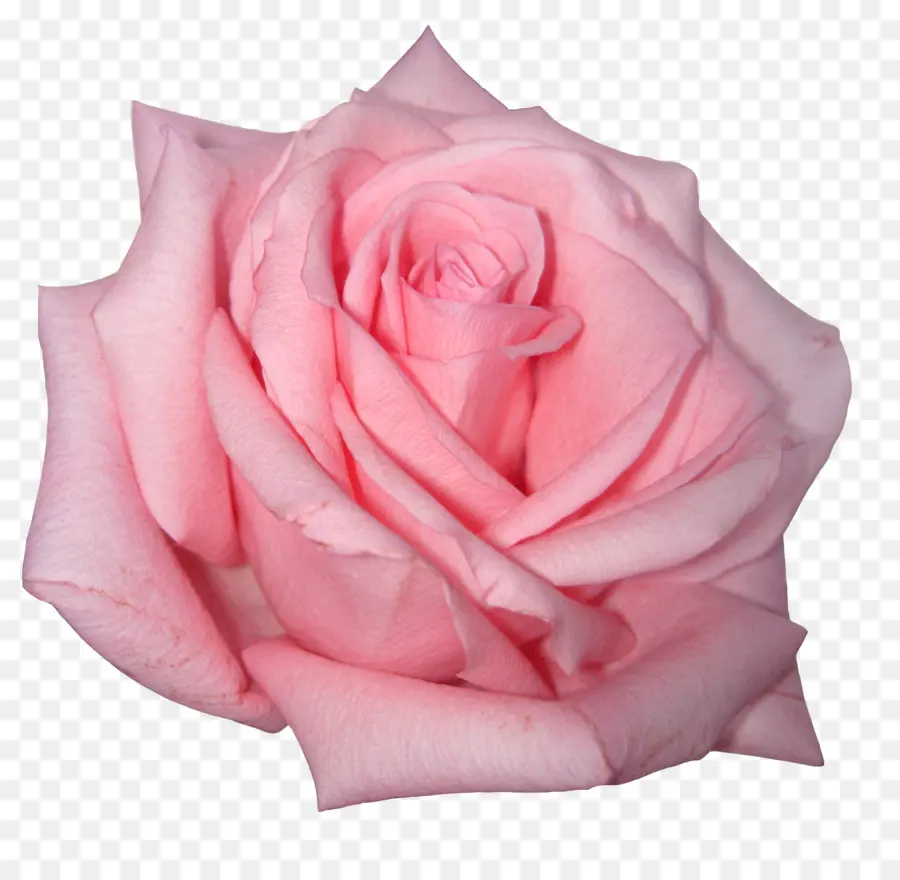 Rosas Moradas，Ramo PNG