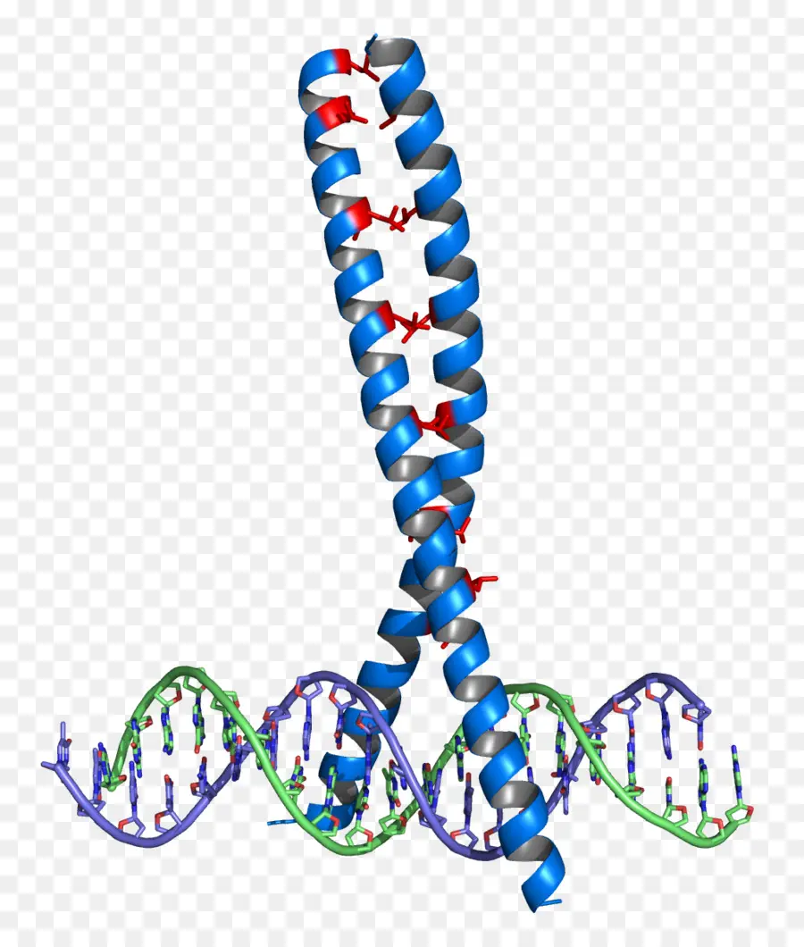 Adn，Hélice PNG