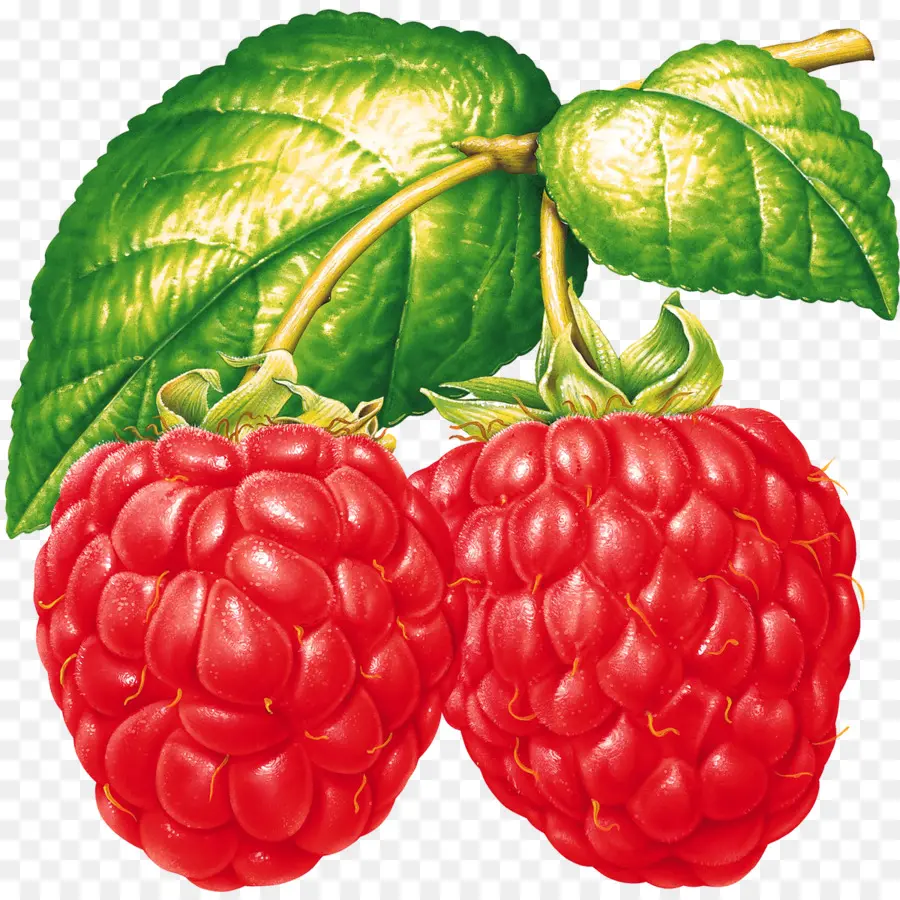 Frambuesas，Rojo PNG