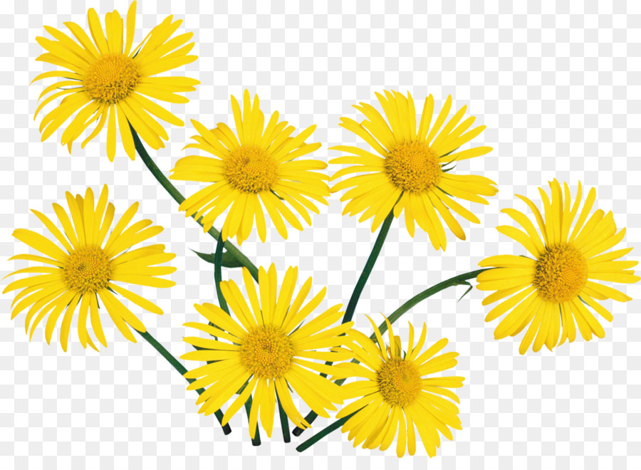 Flor，Blume PNG