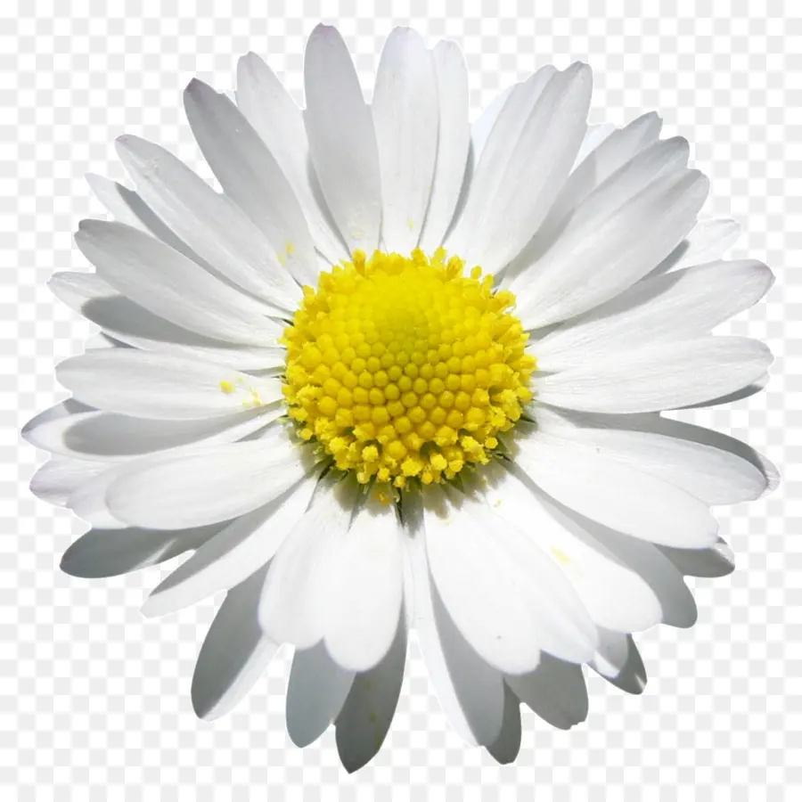 Flor，Margarita PNG