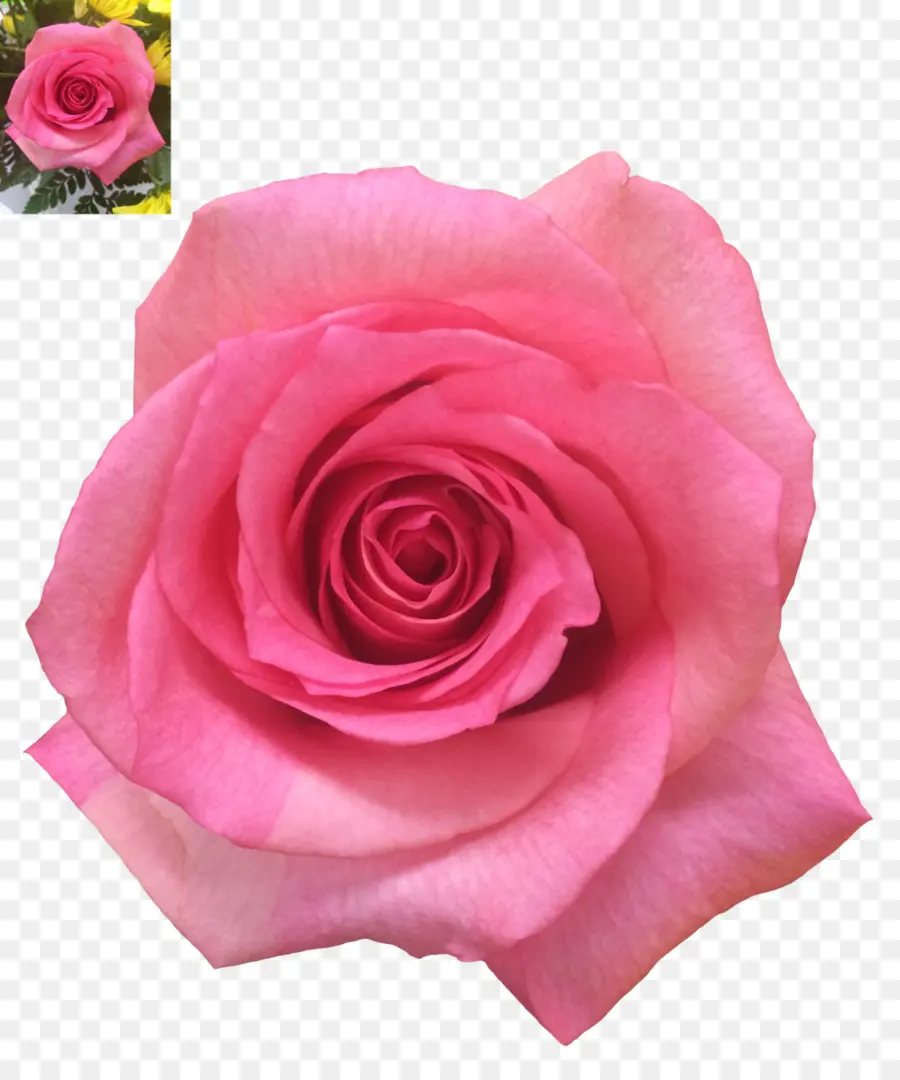 Rosa Rosa，Flor PNG