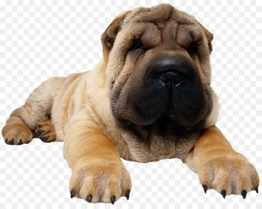 Shar Pei，Pug PNG