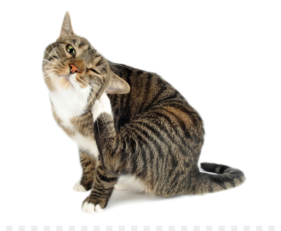 Gato，Felidae PNG