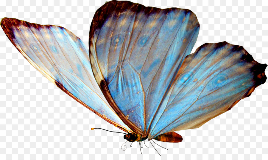 Mariposa，Alas Azules PNG