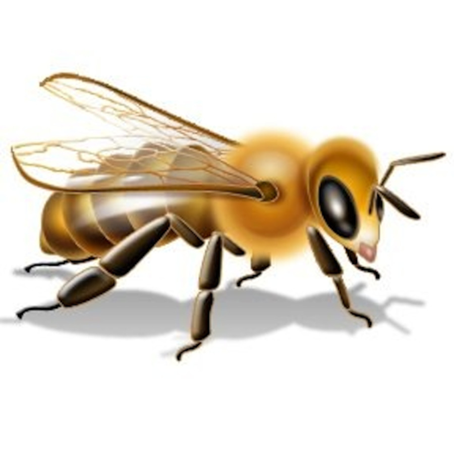 Abeja，Insecticida PNG