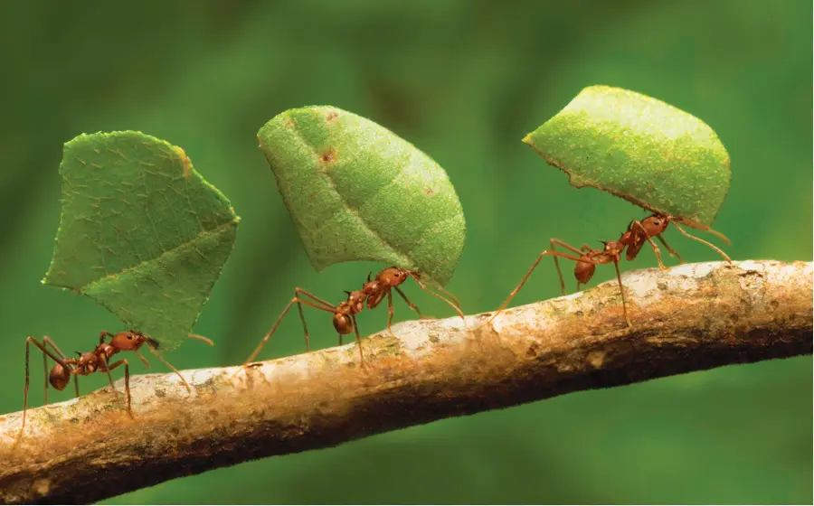 Hormigas Cortadoras De Hojas，Hoja PNG