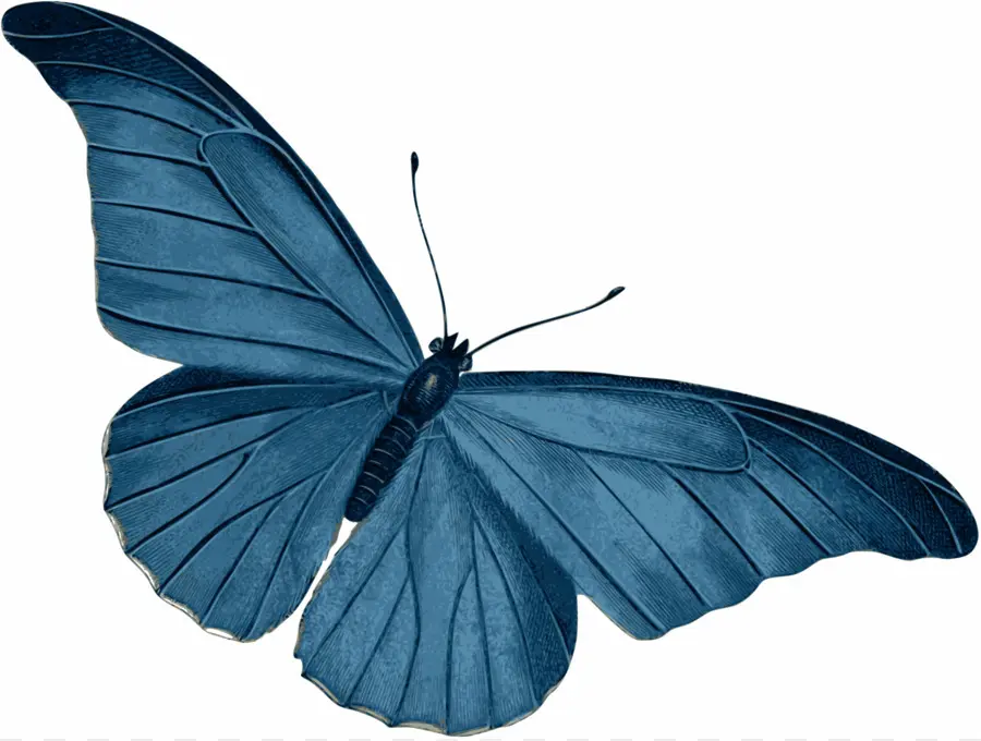 Mariposa，Morpho Menelaus PNG