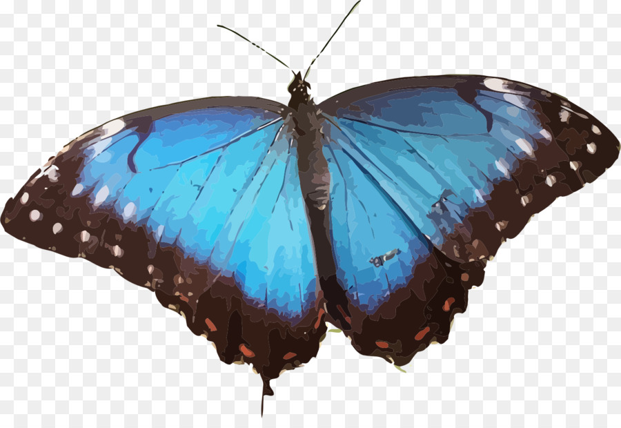 Mariposa Negra，Alas PNG