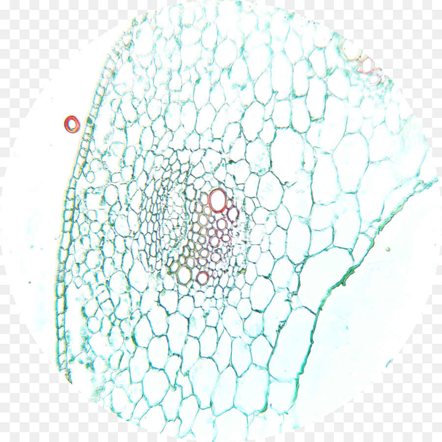 Dicotyledon，Microscopio PNG