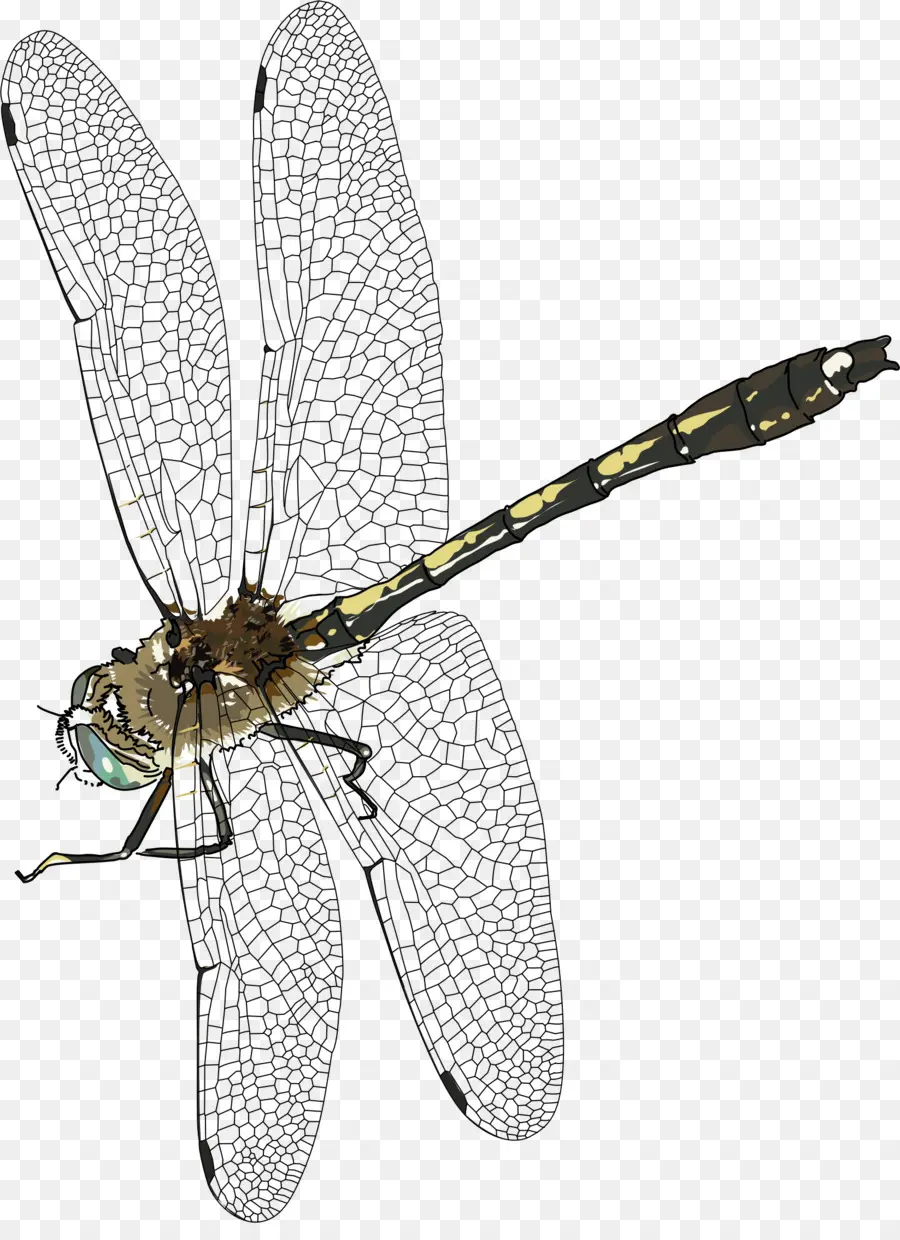 Los Insectos，Libélula PNG