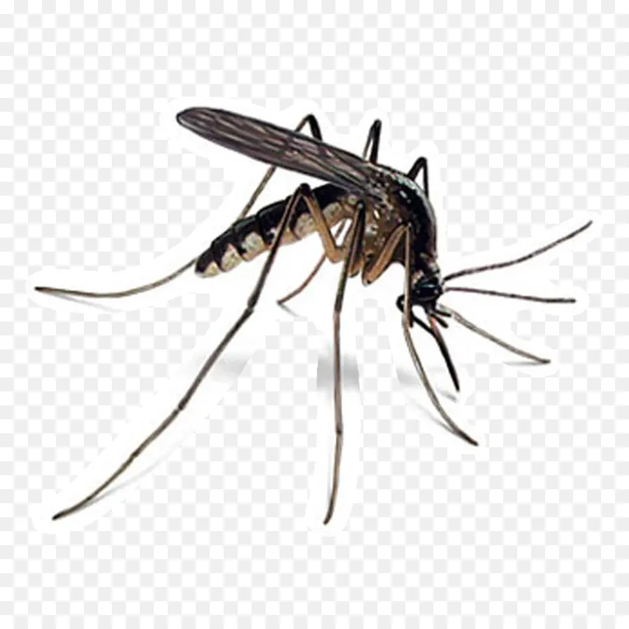 Mosquito，Parásito PNG