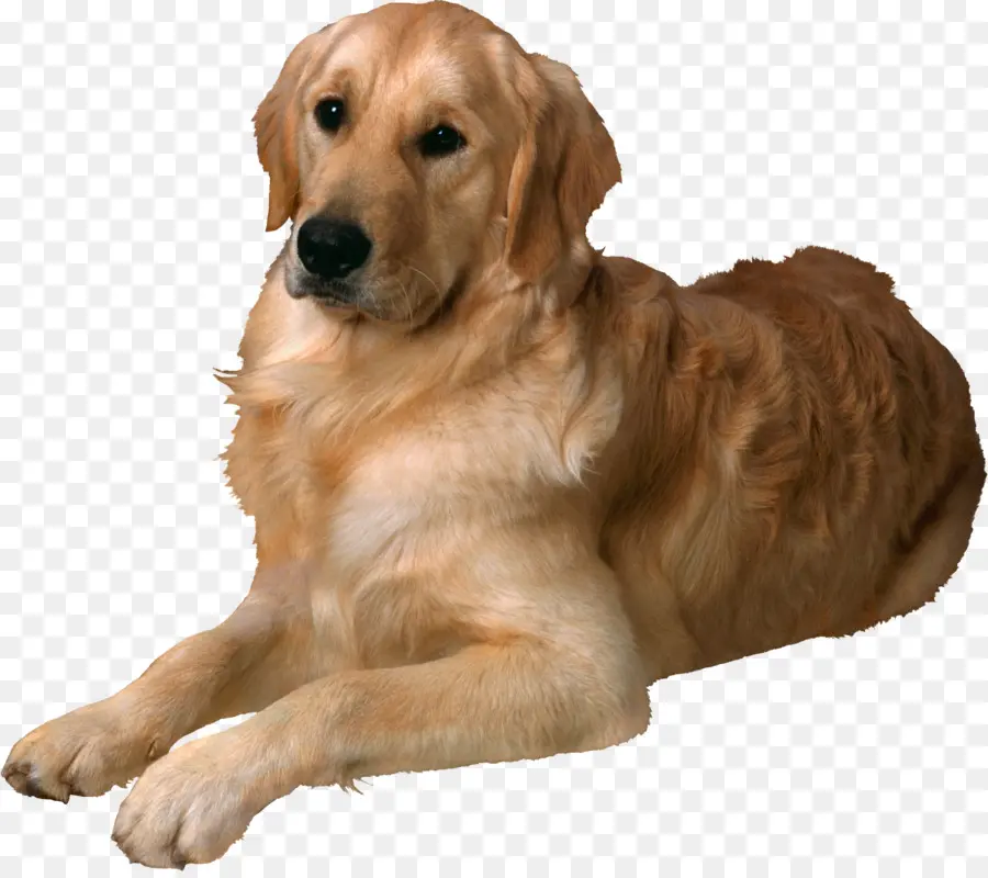 Golden Retriever，Labrador Retriever PNG