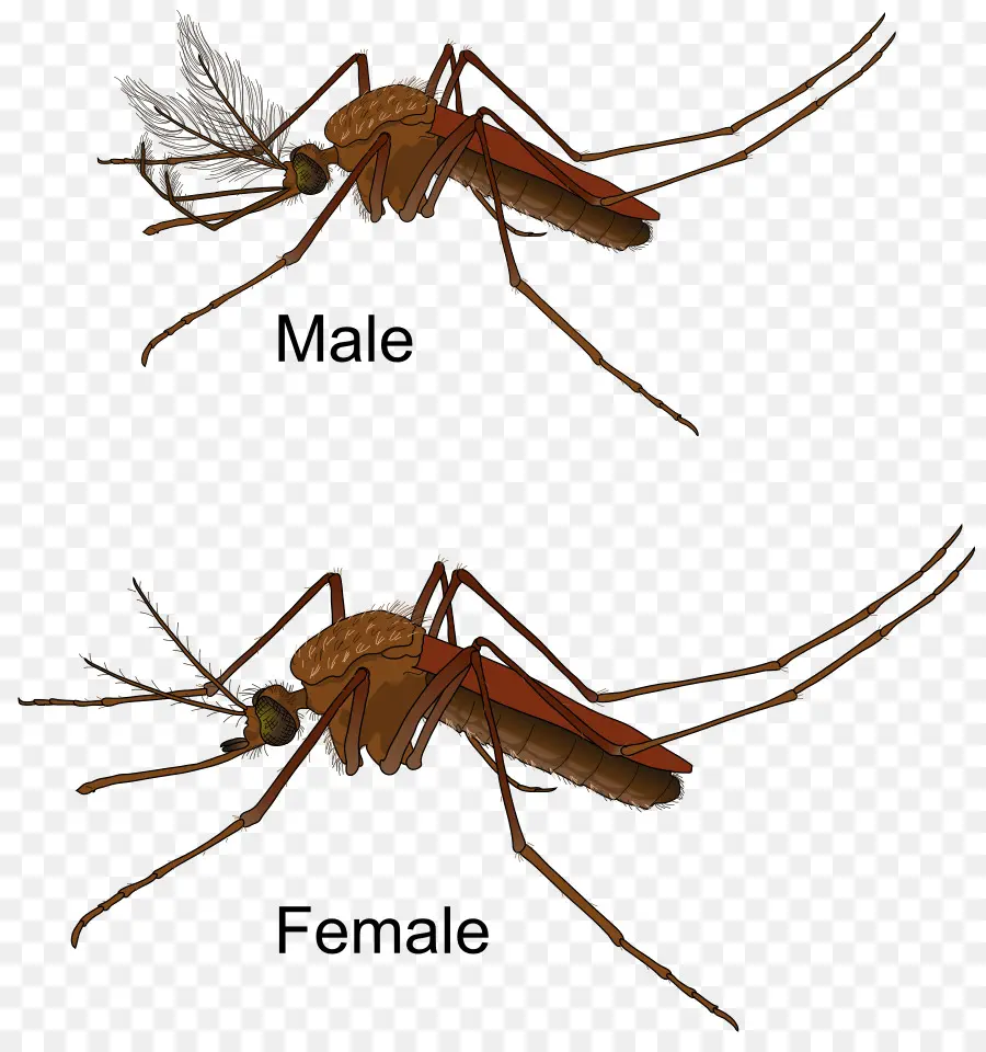 Mosquitos Machos Y Hembras，Biología PNG