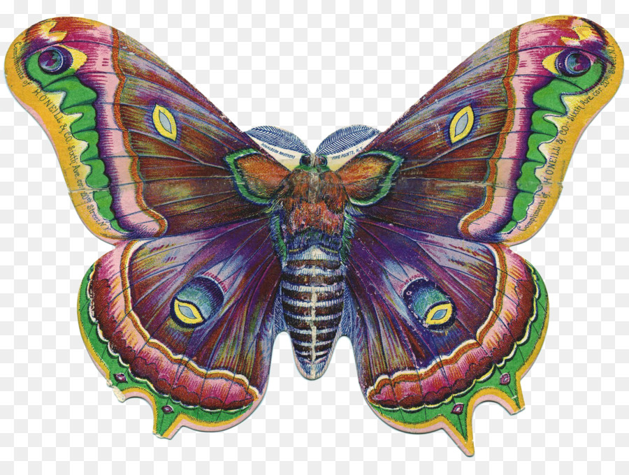 Mariposa，En La época Victoriana PNG