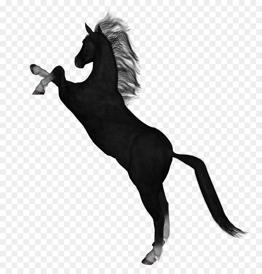 Caballo Negro，Caballo PNG