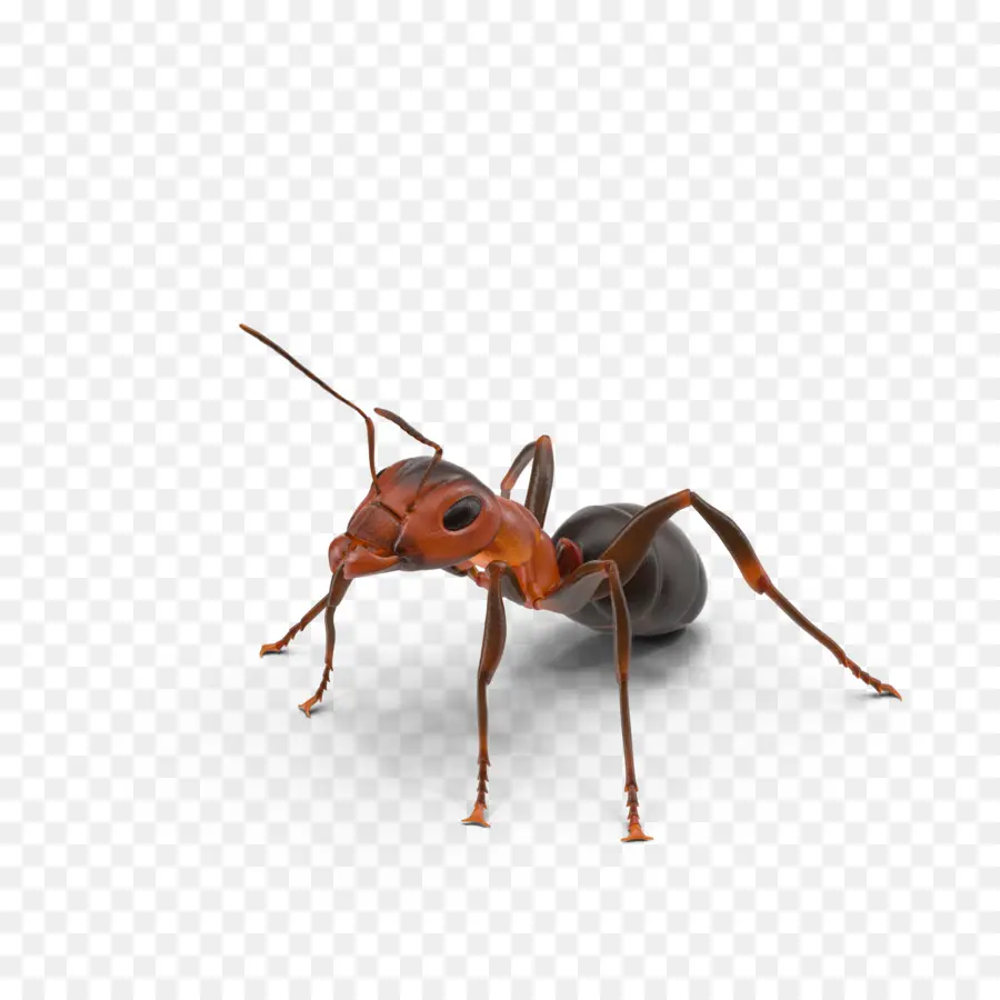 Ant，Texas PNG