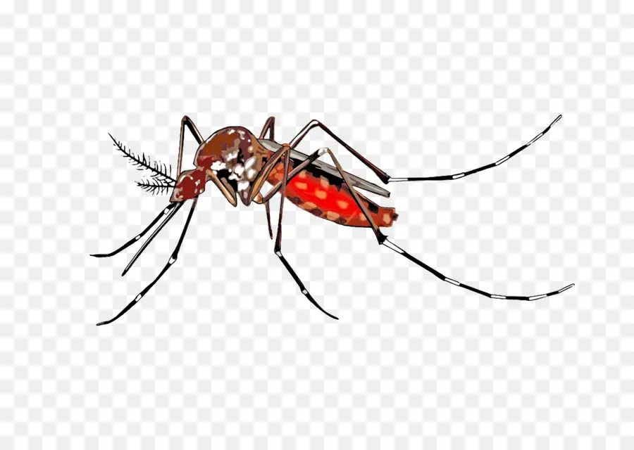 Mosquito，Los Insectos PNG