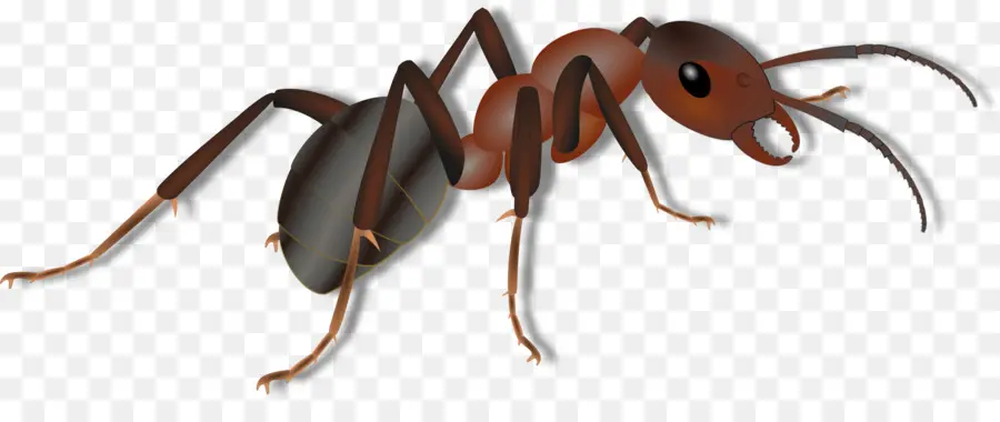 Ant，Descargar PNG