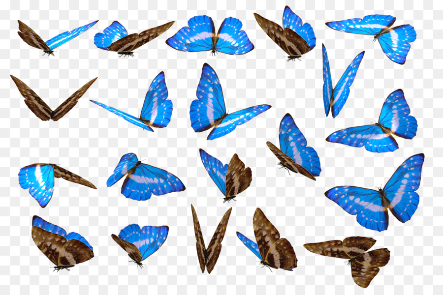 Mariposa，La Fotografía PNG