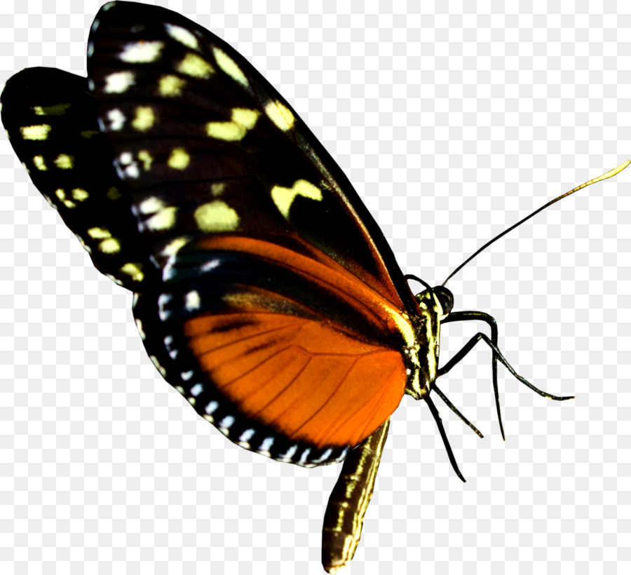 Mariposa，Marrón PNG