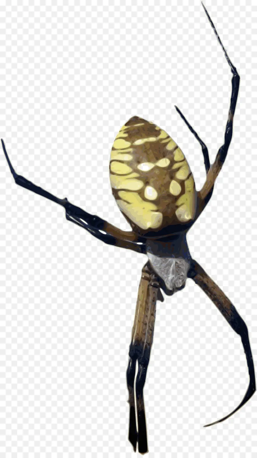 Araña，Me Encantan Las Arañas PNG