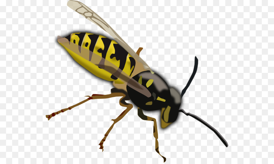 Abeja，Avispa PNG