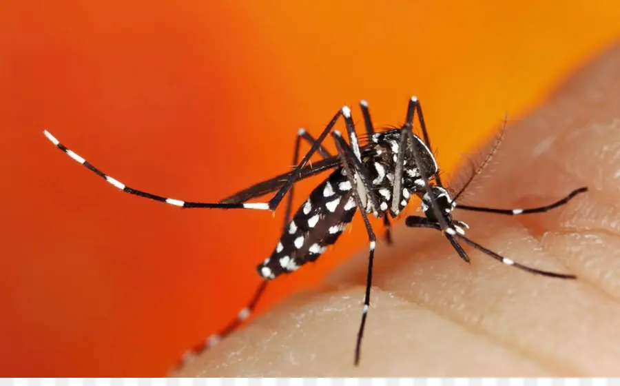 Mosquito，Morder PNG