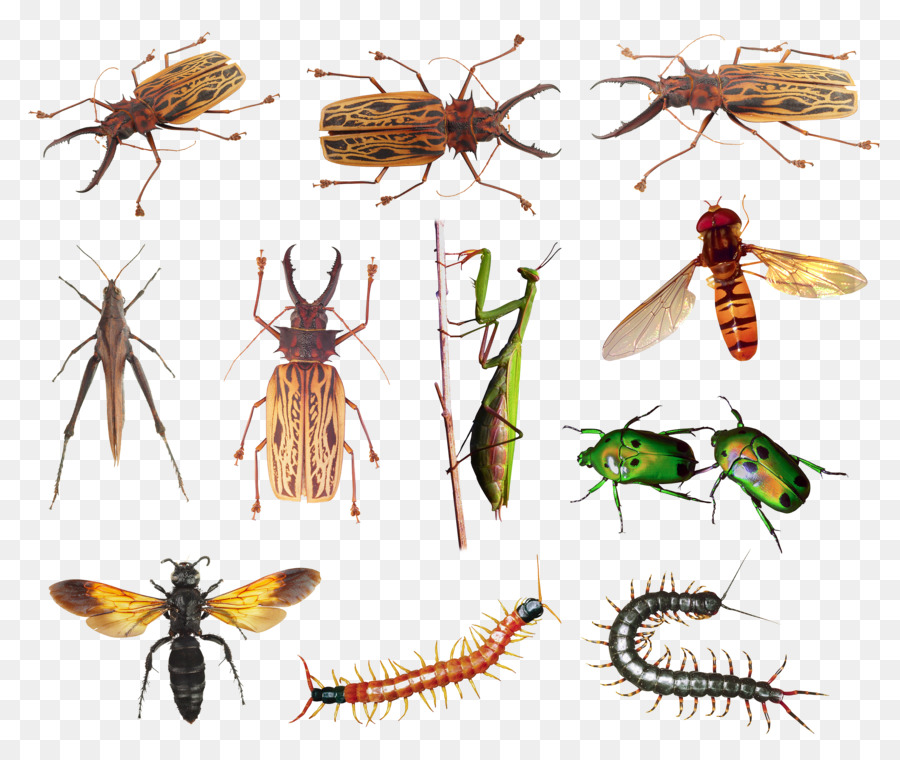 Insectos，Bichos Espeluznantes PNG