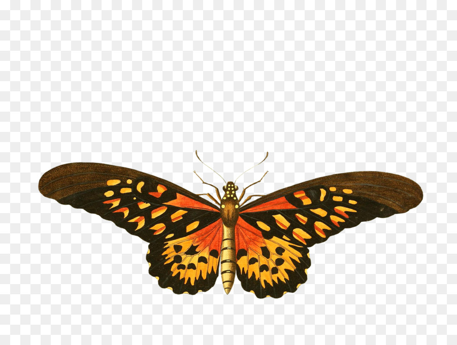 Mariposa，Marrón PNG