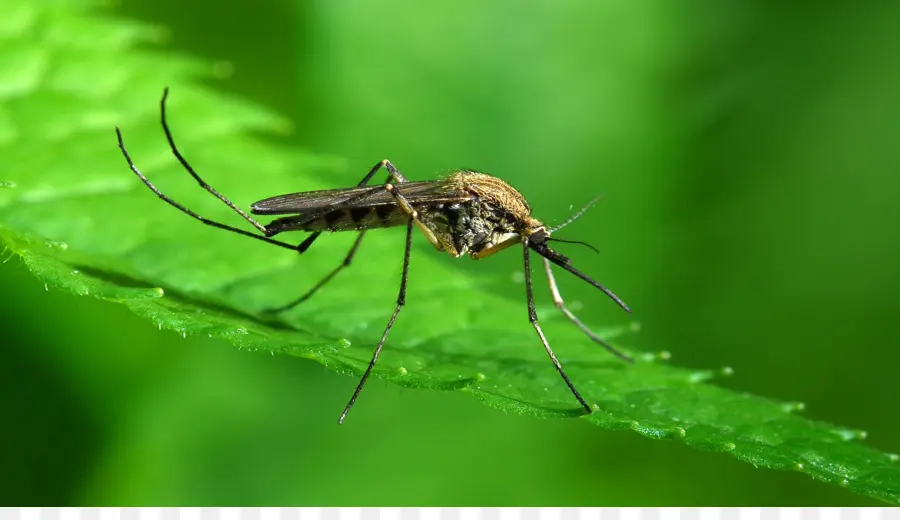 Anopheles Gambiae，El Control De Los Mosquitos PNG