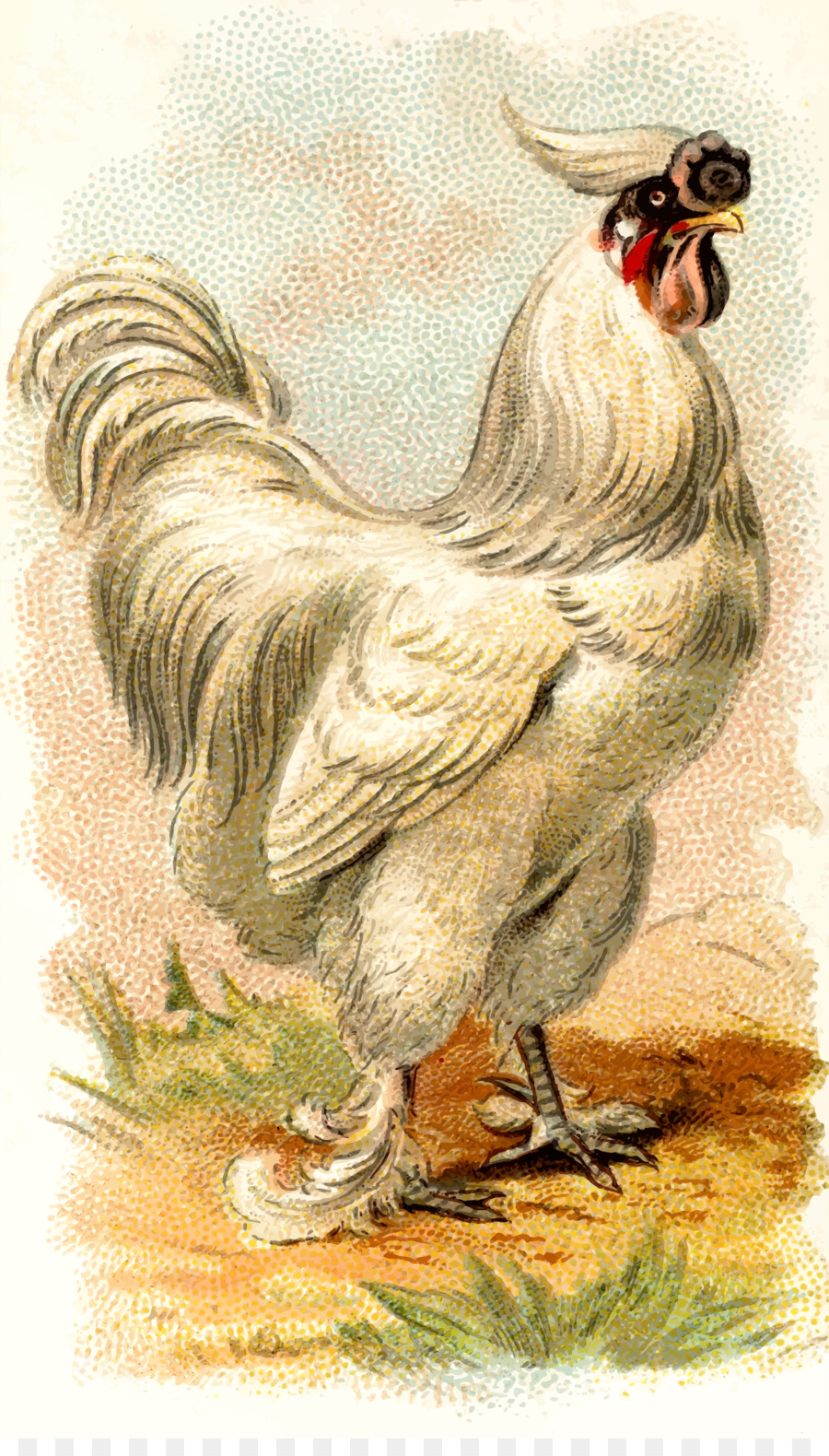 Japonés Bantam，Silkie PNG