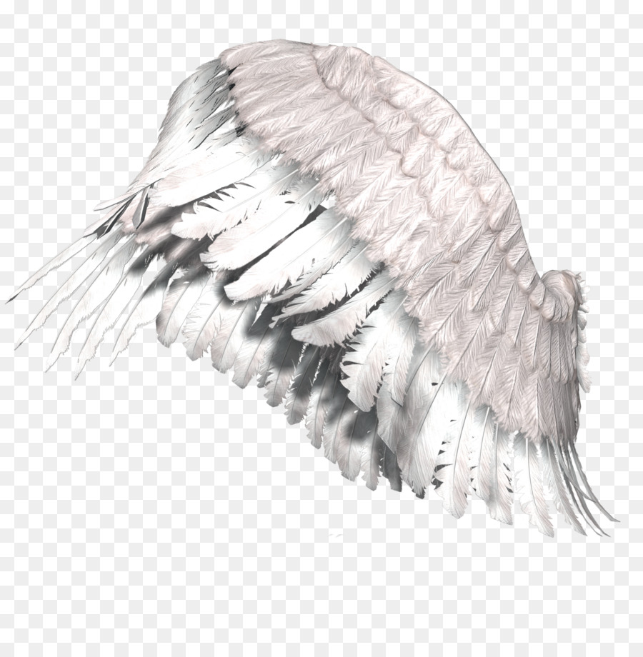 Ala De ángel，Plumas PNG