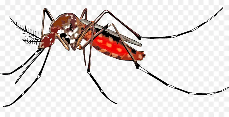 Mosquito，Bicho PNG